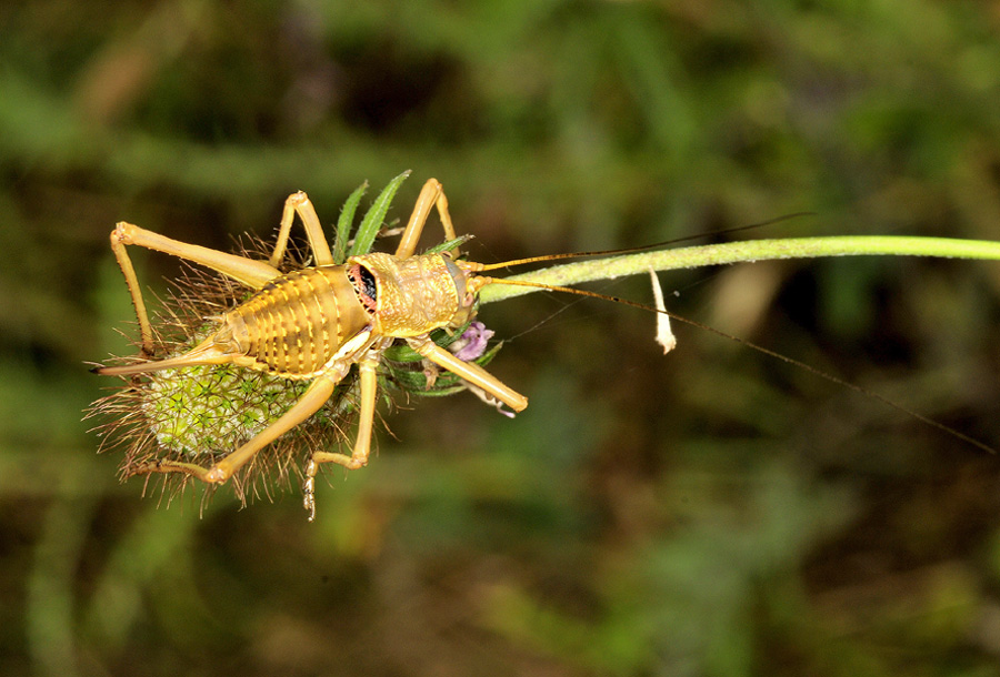 Uromenus (Bolivarus) elegans